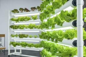 AI generated Vertical Hydroponic Plant System With Cultivated Lettuces. AI Generated photo