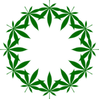 canapa anche conosciuto come marijuana pianta foglia silhouette cerchio forma composizione, può uso per decorazione, ornato, sfondo, coperchio, arte illustrazione, tessile, tessuto, moda, o grafico design elemento png