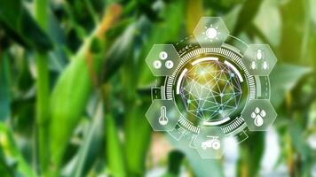 Maize seedling in cultivated agricultural field with infographics, Smart farming and precision agriculture with visual icon, digital technology agriculture and smart farming concept. photo