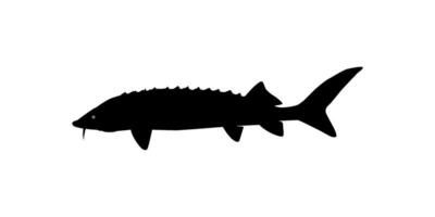 Beluga Sturgeon or Huso Fish Silhouette, Fish Which Produce Premium and Expensive Caviar, For Logo Type, Art Illustration, Pictogram, Apps, Website or Graphic Design Element. Vector Illustration