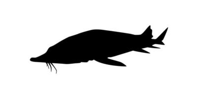 Beluga Sturgeon or Huso Fish Silhouette, Fish Which Produce Premium and Expensive Caviar, For Logo Type, Art Illustration, Pictogram, Apps, Website or Graphic Design Element. Vector Illustration