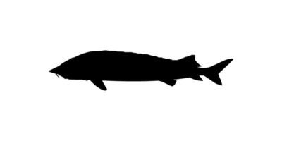 Beluga Sturgeon or Huso Fish Silhouette, Fish Which Produce Premium and Expensive Caviar, For Logo Type, Art Illustration, Pictogram, Apps, Website or Graphic Design Element. Vector Illustration