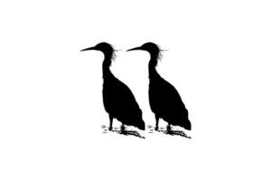 Pair of The Black Heron Bird, Egretta Ardesiaca, also known as the Black Egret Silhouette for Art Illustration, Logo, Pictogram, Website, or Graphic Design Element. Vector Illustration