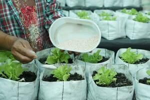 Closeup gardener is fertilizing salad vegetables in white sacks by using organic fertilizer from smashed eggshells. Concept, organic gardening, using food scraps waste to be fertilizer as waste manage photo