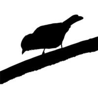 Bird Perched on the Branch of the Tree Silhouette. Vector Illustration