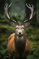 AI generated Close up of red deer stag. AI Generated photo