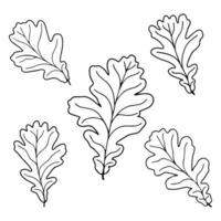 Set of vector silhouettes of a realistic shape of oak leaves