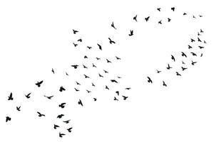 Silhouette sketch of a flock of flying forward birds. Takeoff, flying, flight, flutter, hover, soaring, landing vector