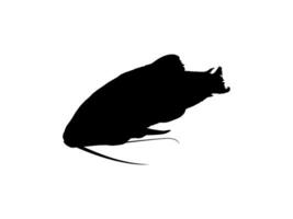 Silhouette of the The Kwi Kwi or Hoplosternum littorale is a species of Armoured Catfish from the Callichthyidae family. Vector Illustration