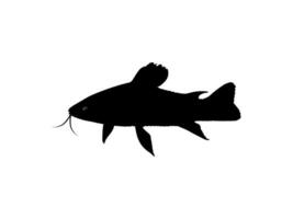 Silhouette of the The Kwi Kwi or Hoplosternum littorale is a species of Armoured Catfish from the Callichthyidae family. Vector Illustration