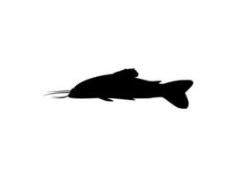 Silhouette of the The Kwi Kwi or Hoplosternum littorale is a species of Armoured Catfish from the Callichthyidae family. Vector Illustration