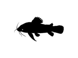 Silhouette of the The Kwi Kwi or Hoplosternum littorale is a species of Armoured Catfish from the Callichthyidae family. Vector Illustration