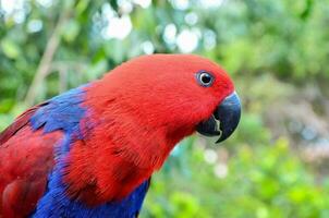 colorful parrot closeup photo