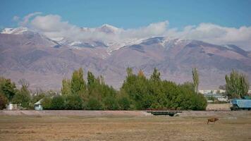 tren se mueve en frente de tian Shan montañas a soleado día video