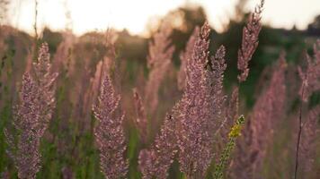 dry Melinis minutiflora, the meadow molasses grass in field at evening summer light video