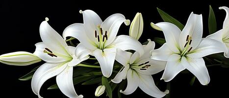 AI generated White lily flowers on black background. AI Generated photo