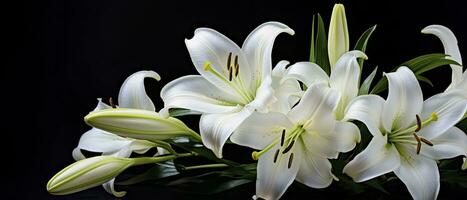 AI generated White lily flowers on black background. AI Generated photo