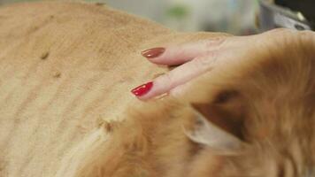 Close up shot of a ginger cat being shaved be a professional vet groomer video