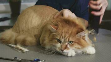 Adorable fluffy ginger cat being shaved by a vet at the clinic video