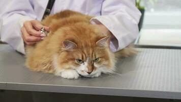 cerca arriba de un mullido jengibre gato siendo examinado por un profesional veterinario video