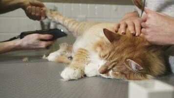 cerca arriba de un linda jengibre gato acostado en el mesa siendo afeitado por un veterinario video