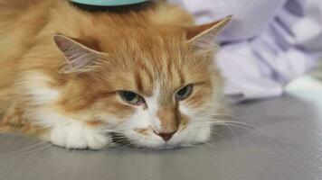 Adorable sleepy ginger cat being brushed by the owner video