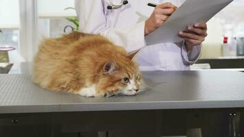 Close up of a beautiful cat at the vet office after medical examination video