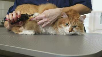 maravilloso jengibre gato teniendo su garras cortar por un profesional veterinario video
