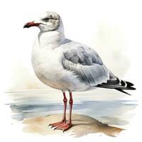 AI generated Watercolor seagull isolated on white background. AI Generated photo