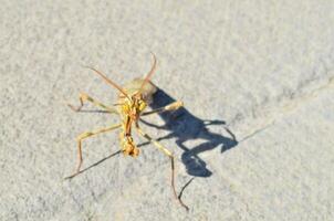 a praying mantis on the ground photo