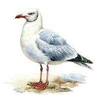 AI generated Watercolor seagull isolated on white background. AI Generated photo