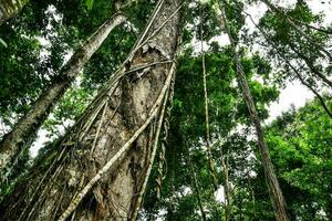 tall trees in the jungle with many branches photo