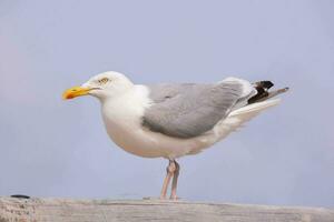 a seagull standing on a wooden ledge photo