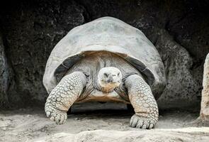 a large tortoise walking in a zoo enclosure photo