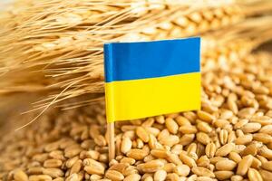 Grains wheat with Ukraine flag, trade export and economy concept. photo