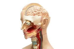 Human brain model of head anatomy for medical training course, teaching medicine education. photo