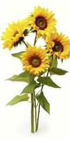 AI generated Sunflowers isolated on white background. AI Generated photo