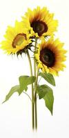 AI generated Sunflowers isolated on white background. AI Generated photo