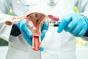 Uterus, doctor holding anatomy model for study diagnosis and treatment in hospital. photo