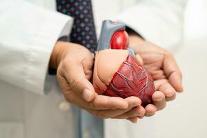 Cardiovascular disease CVD, Asian doctor holding human anatomy model for learn and treat heart disease. photo