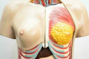 Human breast model anatomy for medical training course, teaching medicine education. photo