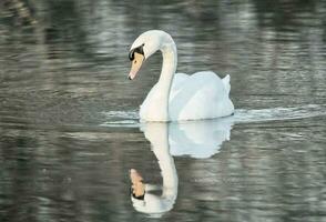 a swan is swimming in the water with its reflection photo