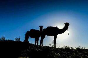 two camels stand in the sun on a hill photo