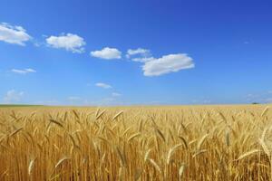 AI generated Wheat field under blue sky. AI Generated photo