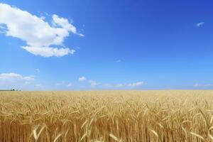 AI generated Wheat field under blue sky. AI Generated photo