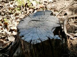 árbol tocón primer plano con verano bosque, árbol tocón de madera cortar con verde musgo en el bosque, naturaleza fondo, de madera tocón cortar Sierra en el bosque foto