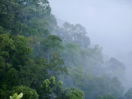 The mist flows through the mountain forest, Sun shining into tropical forest, Mist drifts through mountain ridges in the morning, slow floating fog blowing cover on the top of mountain photo