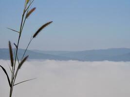 grass moving with the wind, grass on meadow move in wind in sunny autumn mountains reveal foggy clouds in valley, fog and clouds with mountain hill, Misty morning in autumn valley photo