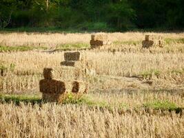 Rice straw bales in the rice field, Rice straw bales on rice field and farmer working, natural design farming concept, straw on the field photo