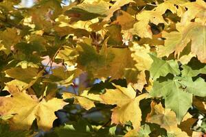 Yellow-red maple leaves in the light of the autumn sun. Beautiful autumn leaves of trees. photo